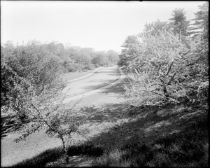 Road in the Arnold Arboretum