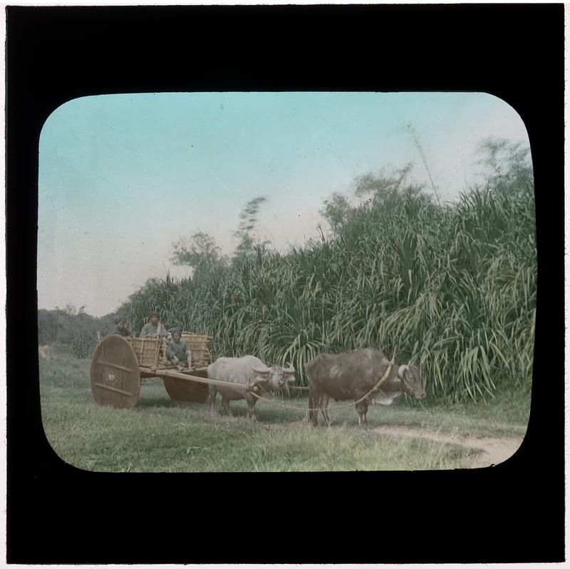 Oxen pulling a cart in a field