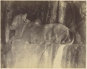 Wall carving of bull, Krishna Mandapa, Mamallapuram, India