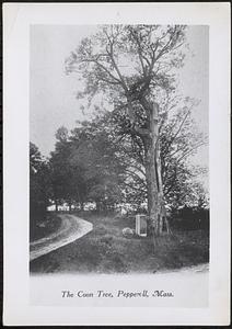 The Old Coon Tree