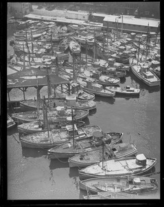 Italian fishing fleet sheltering at T-wharf