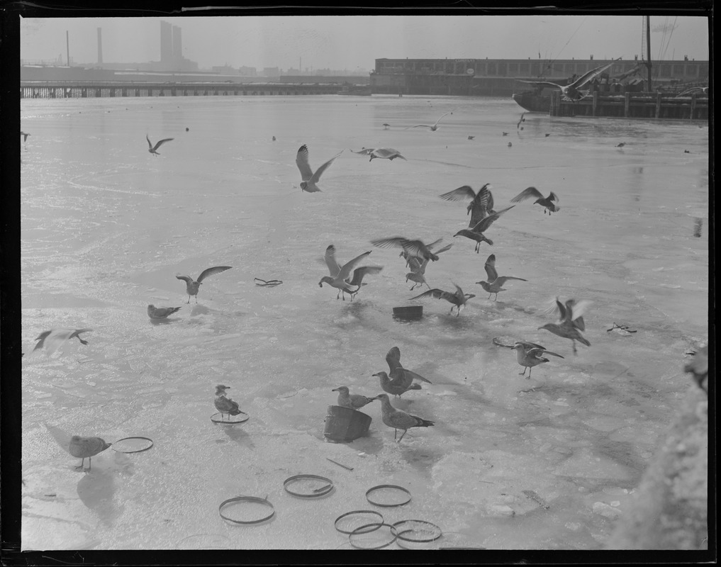 Seagulls at fish pier