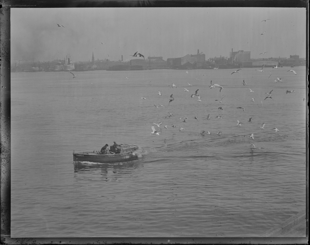 Italian fishermen being chased by seagulls in Boston Harbor