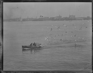 Italian fishermen being chased by seagulls in Boston Harbor