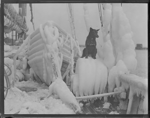 Rex, mascot of the fishing schooner Ellen J. Marshall