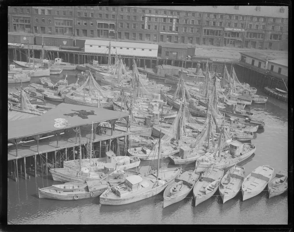 Fishing fleet at old T-wharf