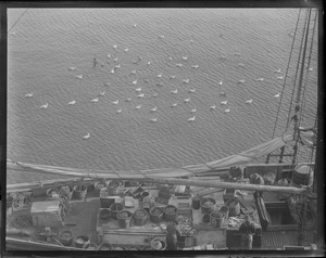 Sea gulls at fish pier