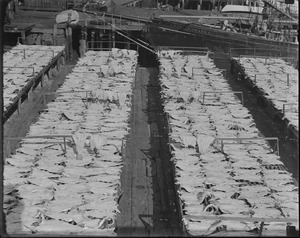 Drying fish at Gloucester
