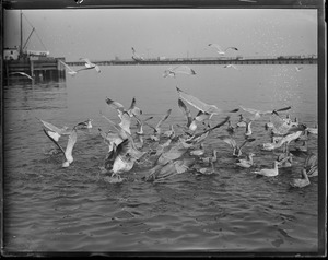 Seagulls at fish pier