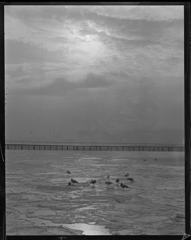 Sea gulls - zero weather at fish pier South Boston