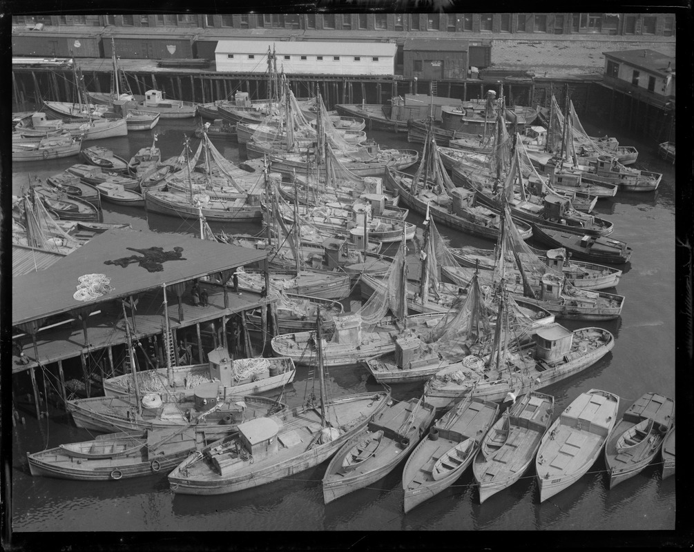 Italian fishing fleet at T-wharf