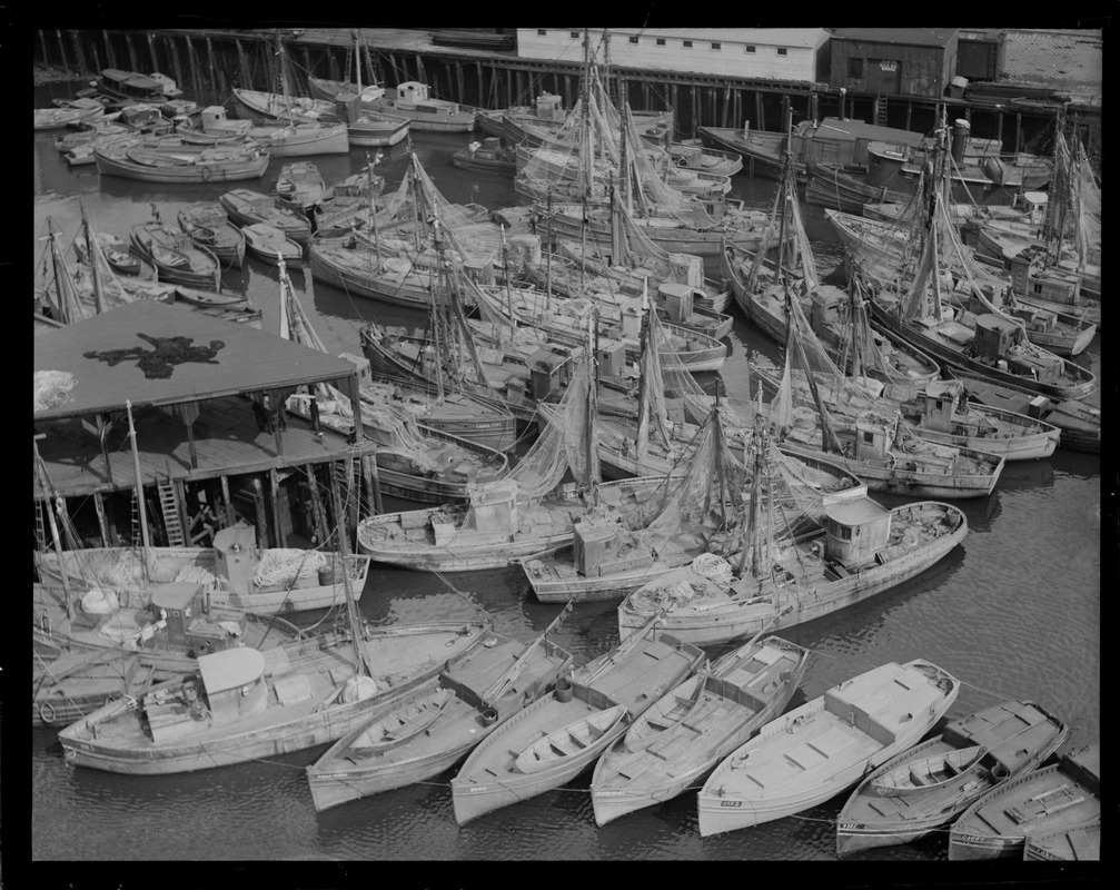 Italian fishing fleet docked at T-wharf
