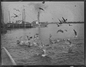 Sea gulls hovering near fishing boats at dock