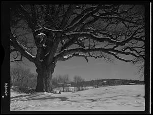 Tree, Ipswich