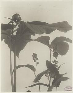 330. Trillium erectum, T. cernuum and Maianthemum canadense, purple and nodding trillium and false lily-of-the-valley