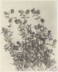 387. Trifolium agrarium and T. procumbens, large and small hop clover