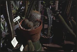 Cacti for sale