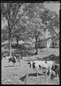 Cattle, Berkshires