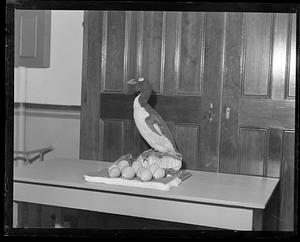 A great auk with eggs