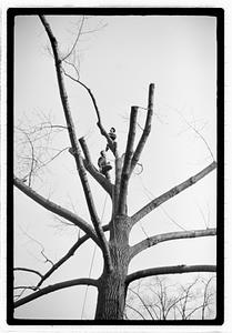Tree maintenance, Boston Common