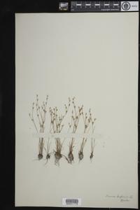 Juncus bufonius