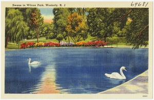 Swans in Wilcox Park, Westerly, R.I.