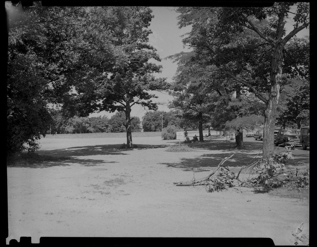 View of trees on Sears Roebuck campus