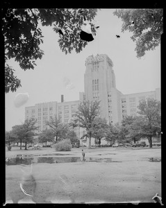 View of Sears building with tree foliage