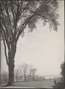 The Tanglewood tree used for the cover of Festival programs for many years