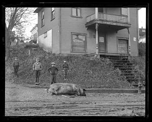 Four boys standing in front of a pig on its side