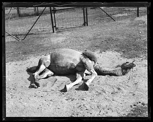 Camel - Franklin Park Zoo