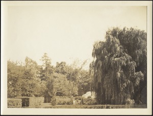 Distant view of garden and willow trees