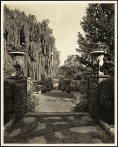 Ashdale Farm. View from gated entrance to rose garden; willows on left