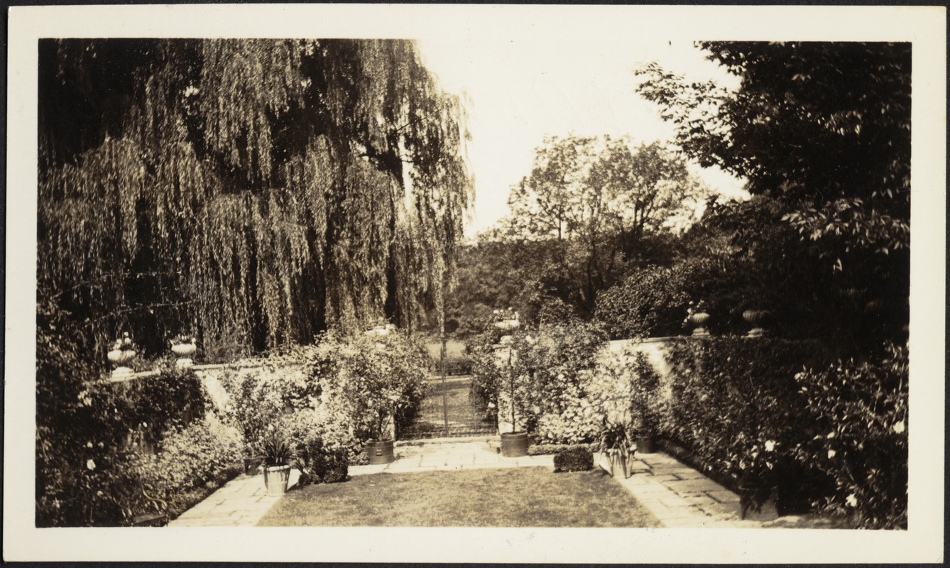 Ashdale Farm. View of rose garden towards gate entrance; willows on left