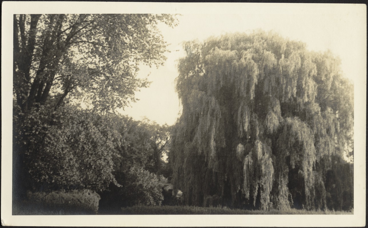 Willows; garden hedges