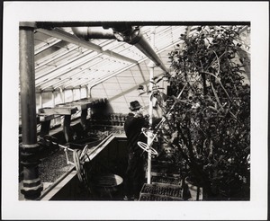 Unidentified man in hat inside of greenhouse