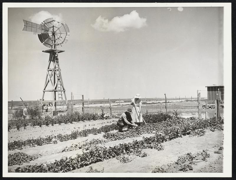 A Living -- The Hard Way. Here, on the farm of H.A. Schneider near Boise City, Okla., in the heart of the "Black Blizzard '' country which created a dust bowl of x once green acres, this man and his wife fight the soil for a living as they wait for the year that will produce a crop. Schneider said, "I'm down to the bottom of my sock. If we don't get a crop.." His wife, working with him, said she supports him with her chickens, garden and a cow. She added, jokingly, that men folk got lazy raising what since it requires only three months work a year, and that "raising row crops is work".