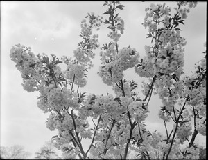 Prunus serrulata Horinji, Japan, large blossom