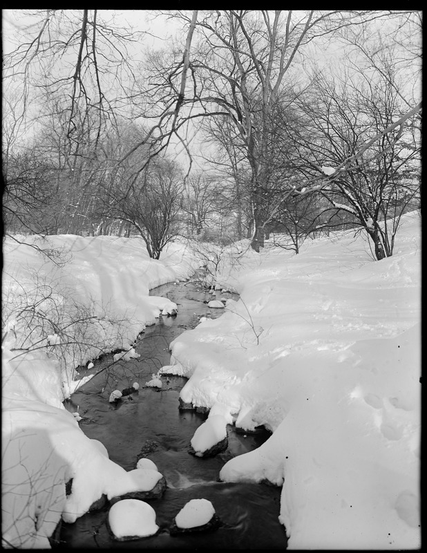 Center of Ward's Brook