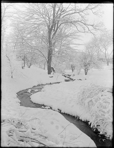 Hill at Ward's Brook