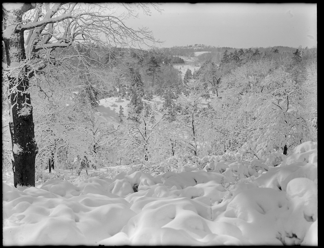 Hill and view at Arnold Arboretum