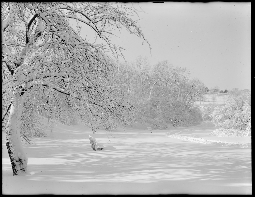 View of Arnold Arboretum