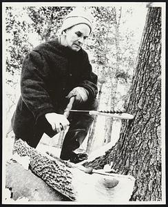 John Mott, supervisor of farm demonstrations, bores a hole in a maple tree with an auger to let the sap run.