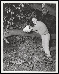 Man At Work-A typical scene that could have happened anywhere in New England's hurricane-ravaged areas. Robert H. Dale of 27 Irving, St., Arlington, is clearing away the tangled limbs, leaves and trunk of a fallen tree in his back yard.