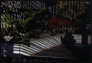 Bonsai in shadow