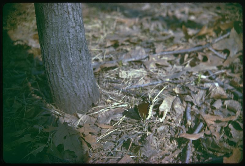 A butterfly on the ground by a tree trunk