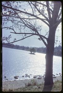 Jamaica Pond