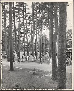 Visitors strolling through the Hawthorne pines at Tanglewood