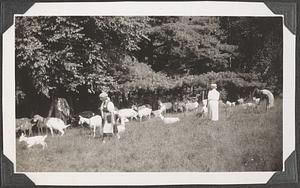 Three unidentified women by a herd of goats