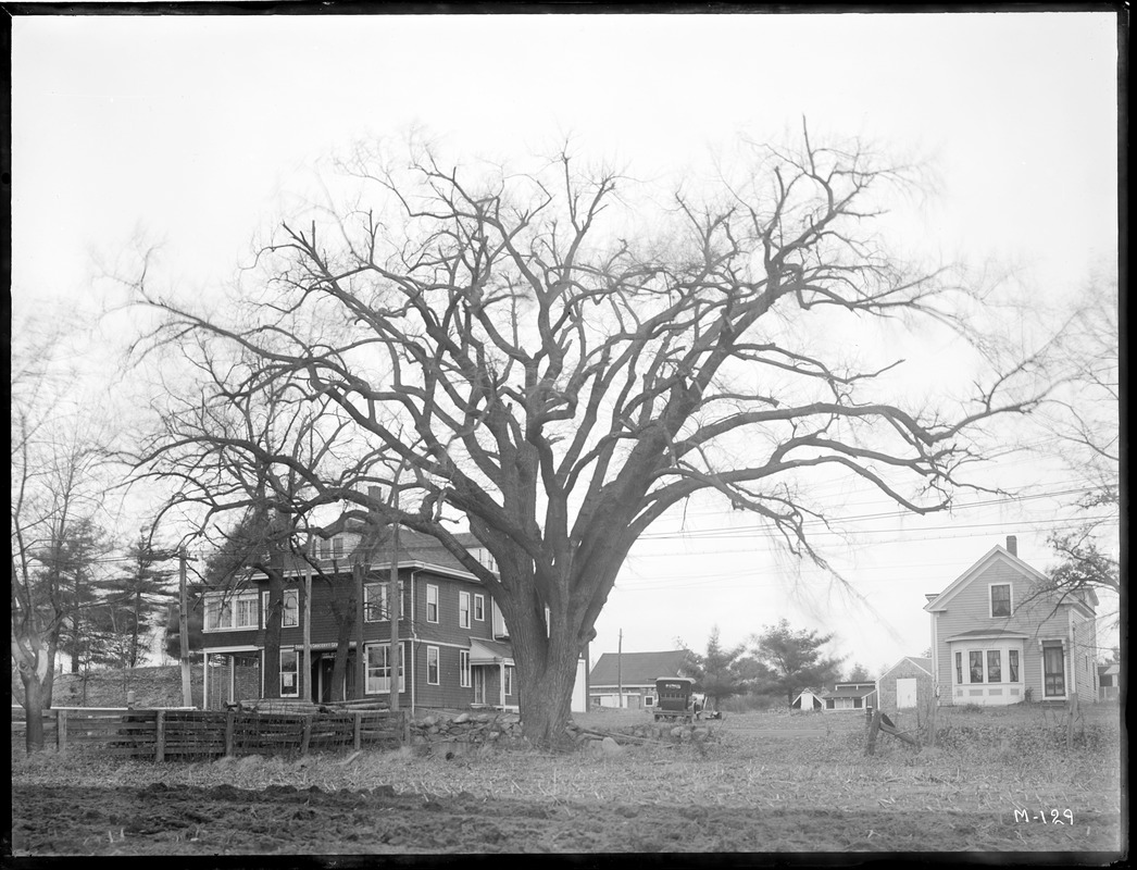 Ulmus americana, Unionville Elm Massachusetts (Unionville)